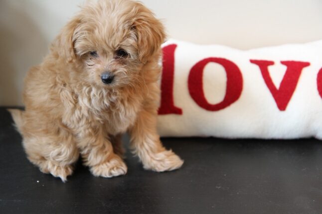 PomaPoo Puppy